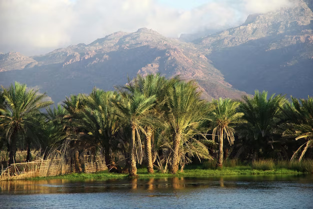 Enchanting Socotra Islands: Nature’s Hidden Gem