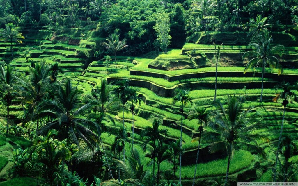 Ubud_bali