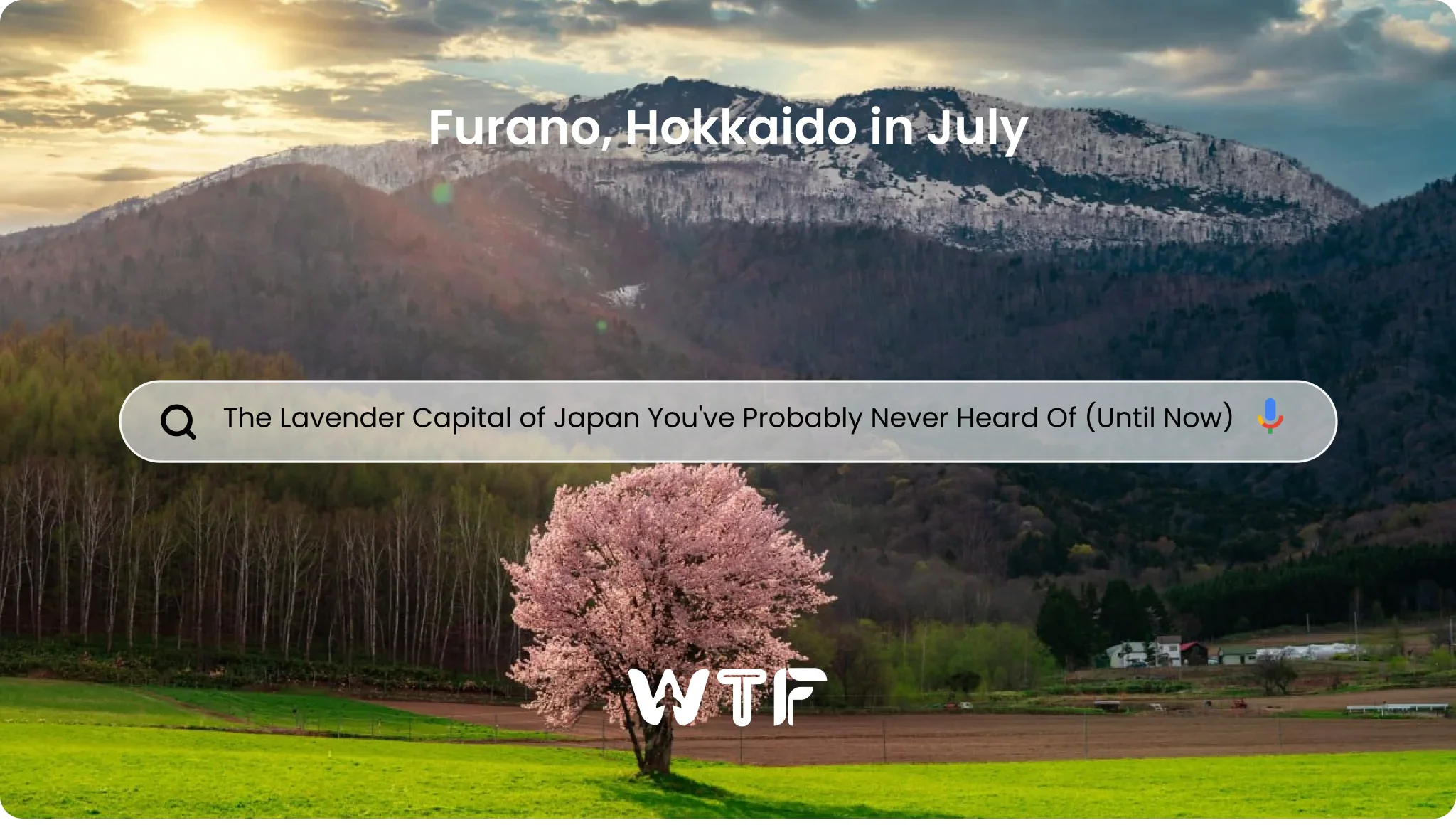 Furano, Hokkaido in July_ The Lavender Capital of Japan You've Probably Never Heard Of (Until Now)